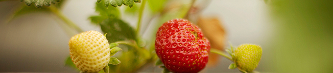 Strawberries
